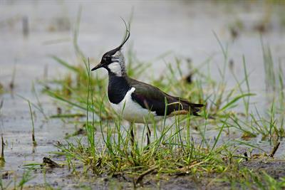 Wet-grassland breeding bird conservation in Germany: current status and future perspectives